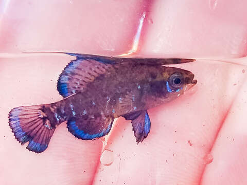Image of Gulf Coast Pygmy Sunfish