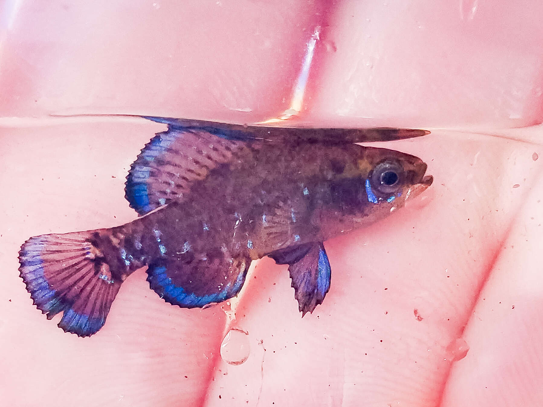Image of Gulf Coast Pygmy Sunfish