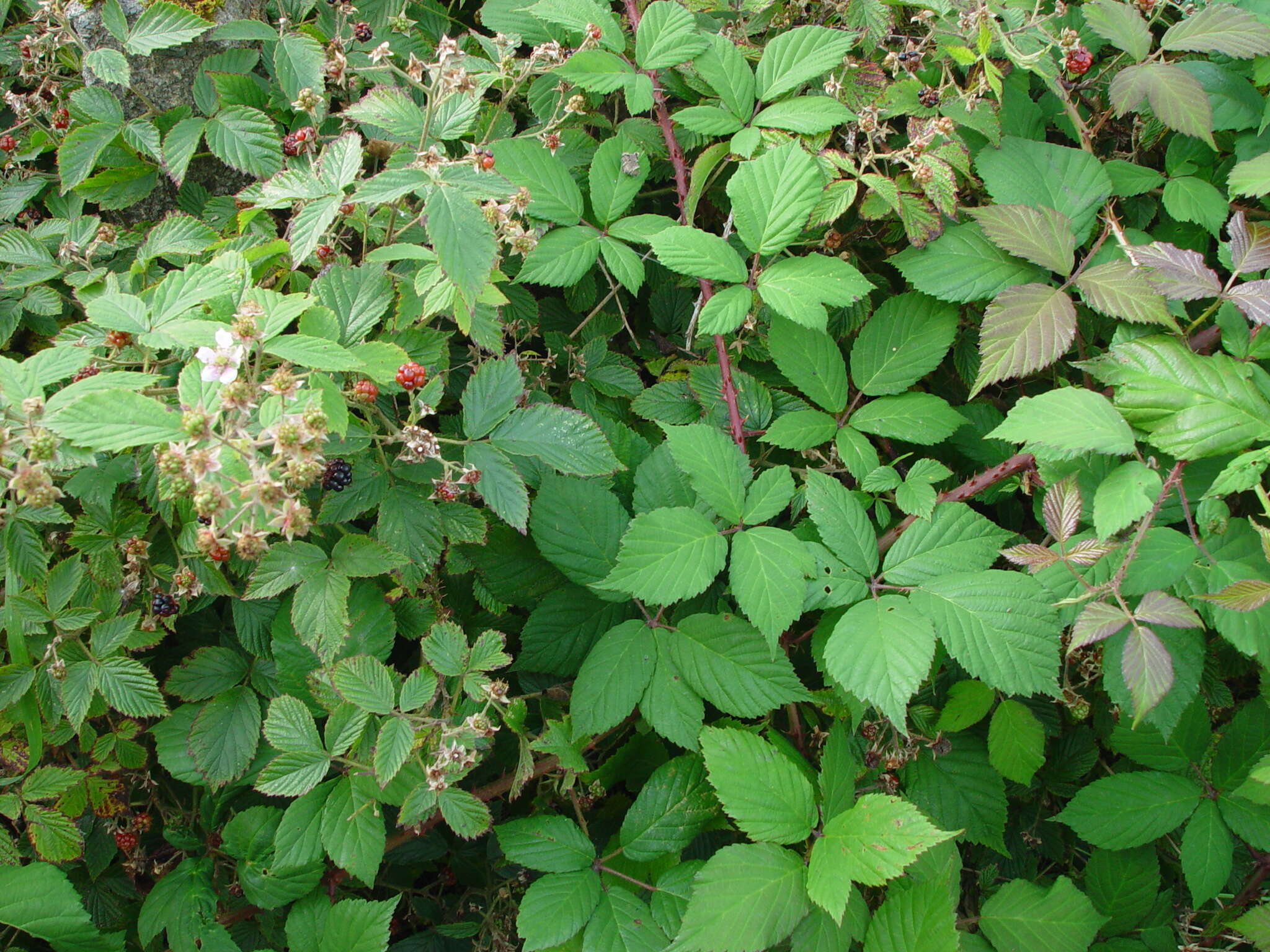 Image of Rubus sprengelii Weihe