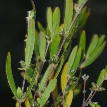 Image of Pimelea axiflora subsp. pubescens B. L. Rye