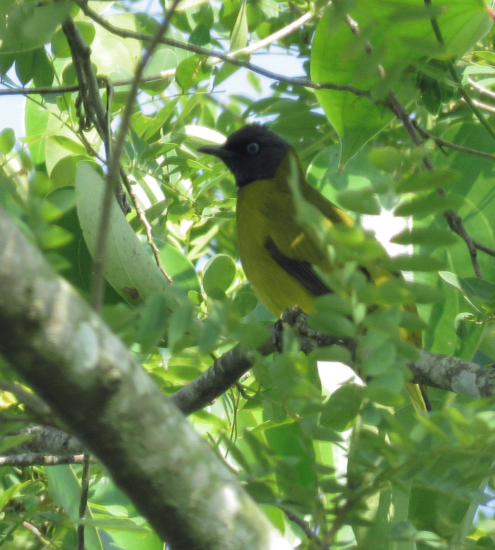 Image of Black-headed Bulbul