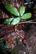 Image of Madagascar Boa