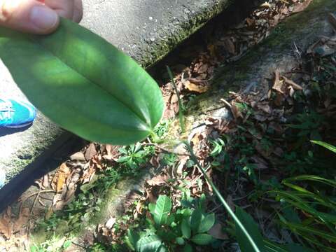 Image of Smilax bockii Warb.