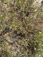 Image of Pelargonium caucalifolium subsp. caucalifolium