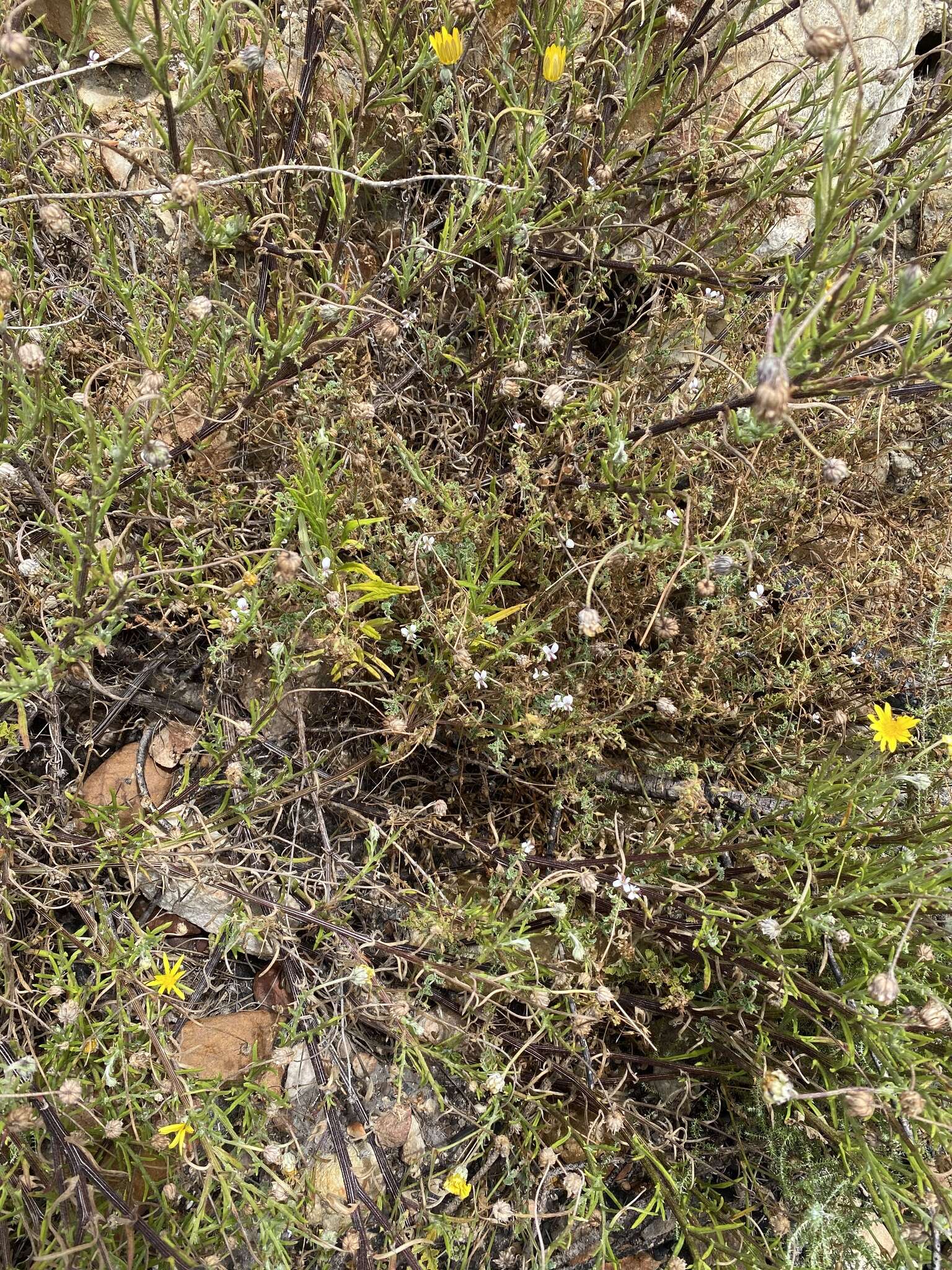 Image of Pelargonium caucalifolium subsp. caucalifolium