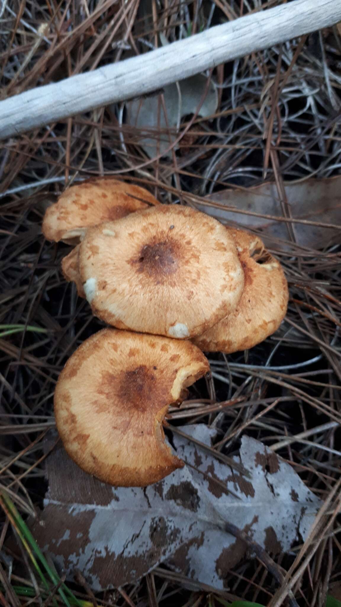 Pholiota communis (Cleland & Cheel) Grgur. 1997 resmi