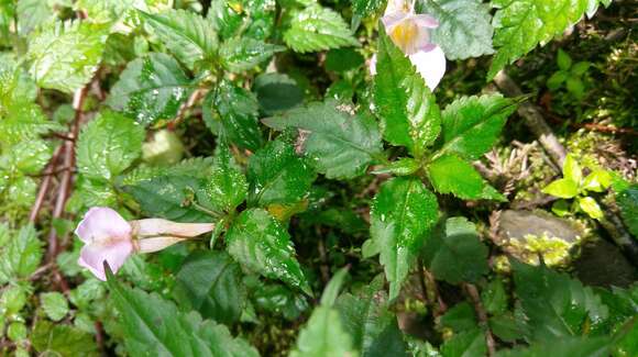 Image of Impatiens uniflora Hayata