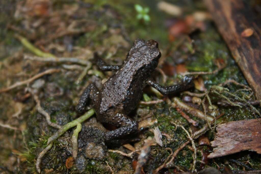 Image of Black flathead toad