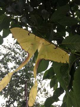 Image of Malaysian moon moth