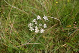 Image of Carum verticillatum (L.) W. D. J. Koch