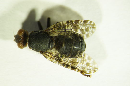 Image of Platystoma