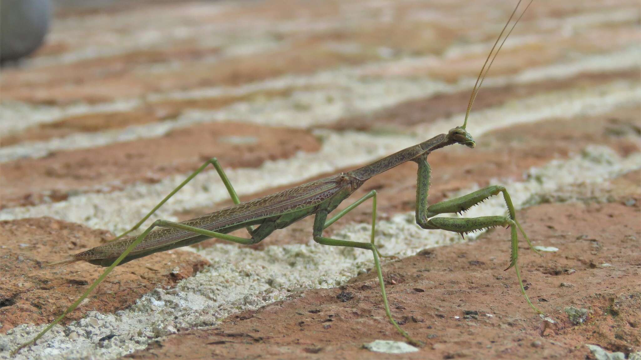 Image of Coptopteryx gayi Blanchard 1851