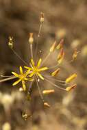 Слика од Bloomeria crocea var. aurea (Kellogg) Ingram