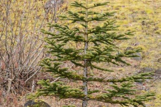 Image of noble fir