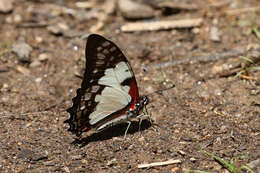 Image of Graphium endochus (Boisduval 1836)