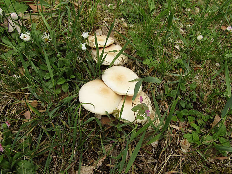 Image of Cyclocybe cylindracea (DC.) Vizzini & Angelini 2014