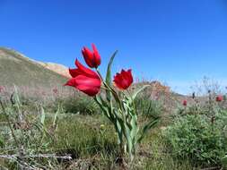 Image of Tulipa suaveolens Roth