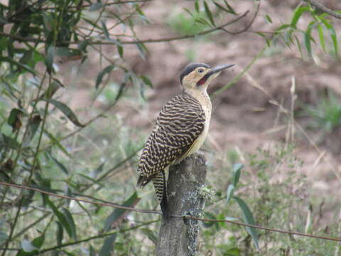 Image of Andean Flicker