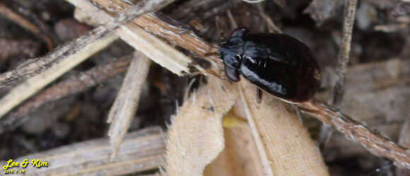 Image of <i>Geocoris pallidipennis</i>