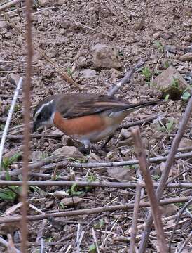 Image of Bolivian Warbling Finch