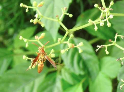 Image of Polistes japonicus de Saussure 1858