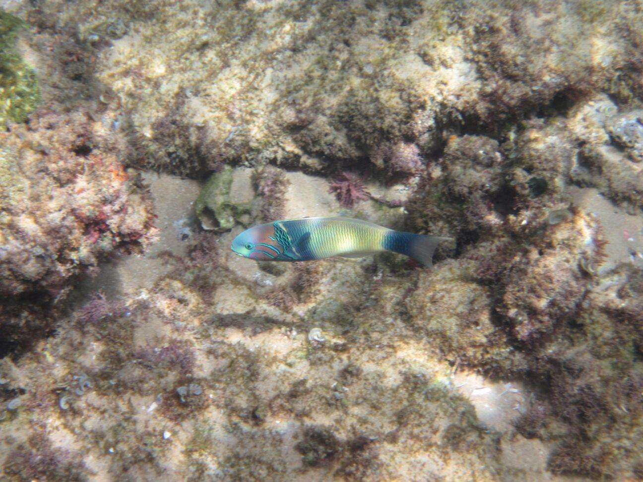 Image of Goldbar wrasse