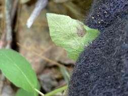 Image of Aulagromyza cornigera Griffiths 1973