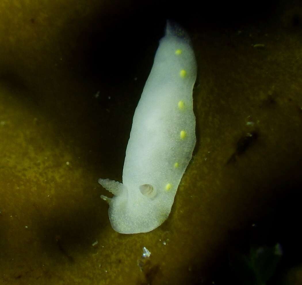 Image of Cadlina flavomaculata MacFarland 1905