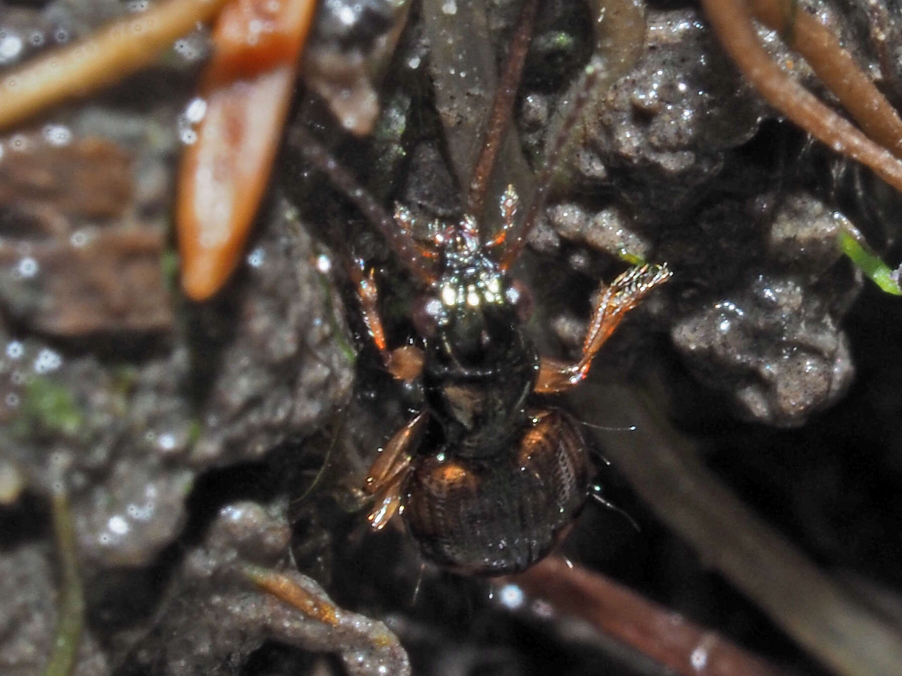 Image of Bembidion (Trepanes) articulatum (Panzer 1796)