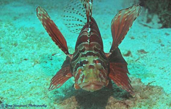 Image of Zebra lionfish