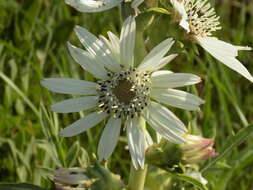 Image de Silphium albiflorum A. Gray