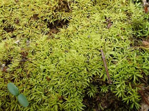 Image of trichostomum moss