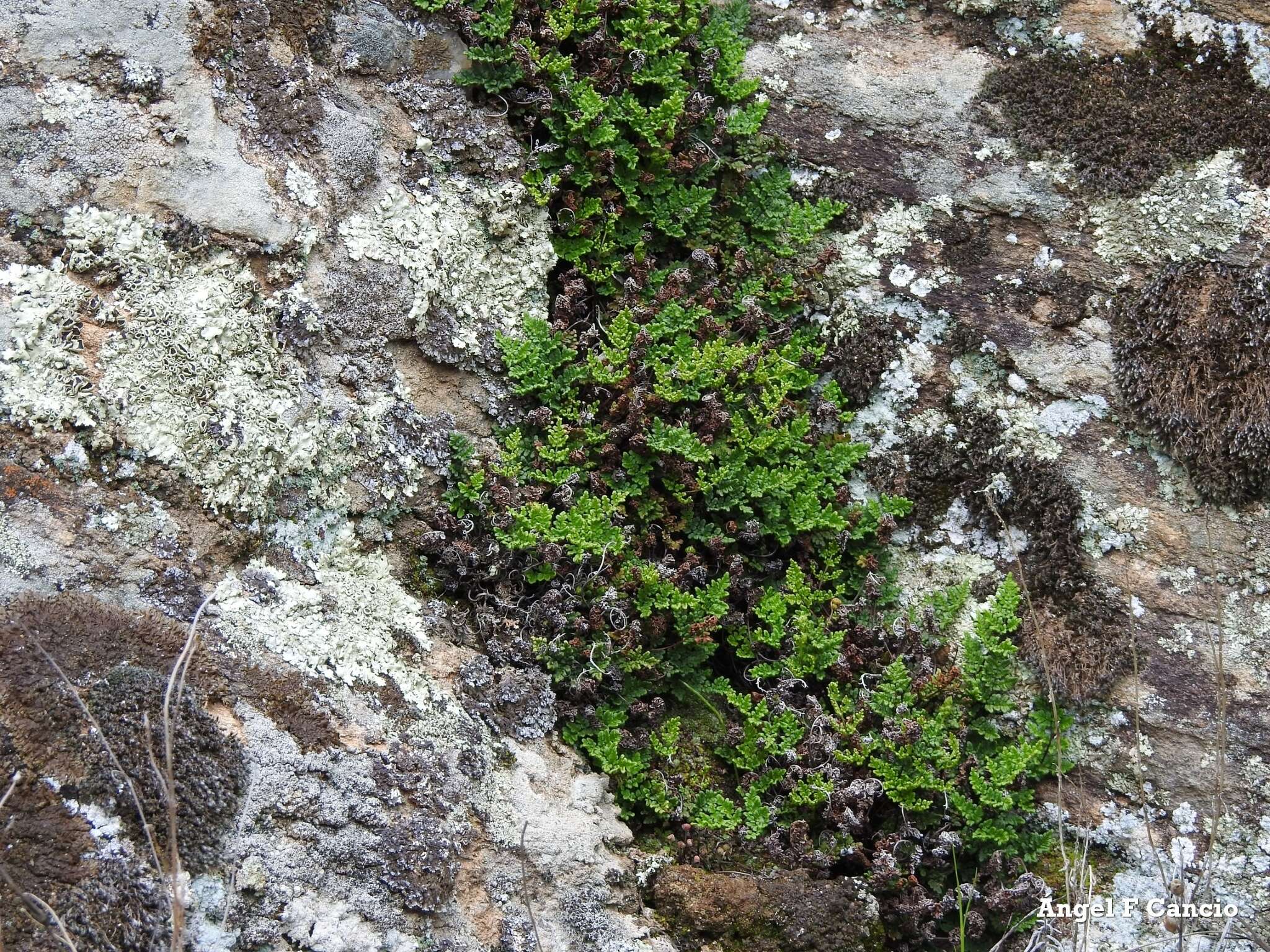 Plancia ëd Oeosporangium pteridioides subsp. acrosticum (Balb.) Fraser-Jenk. & Pariyar