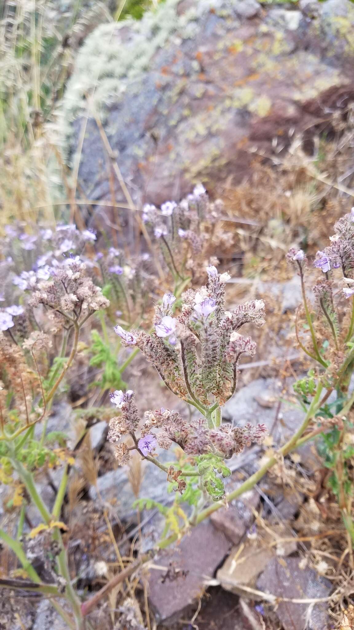 Imagem de Phacelia floribunda Greene