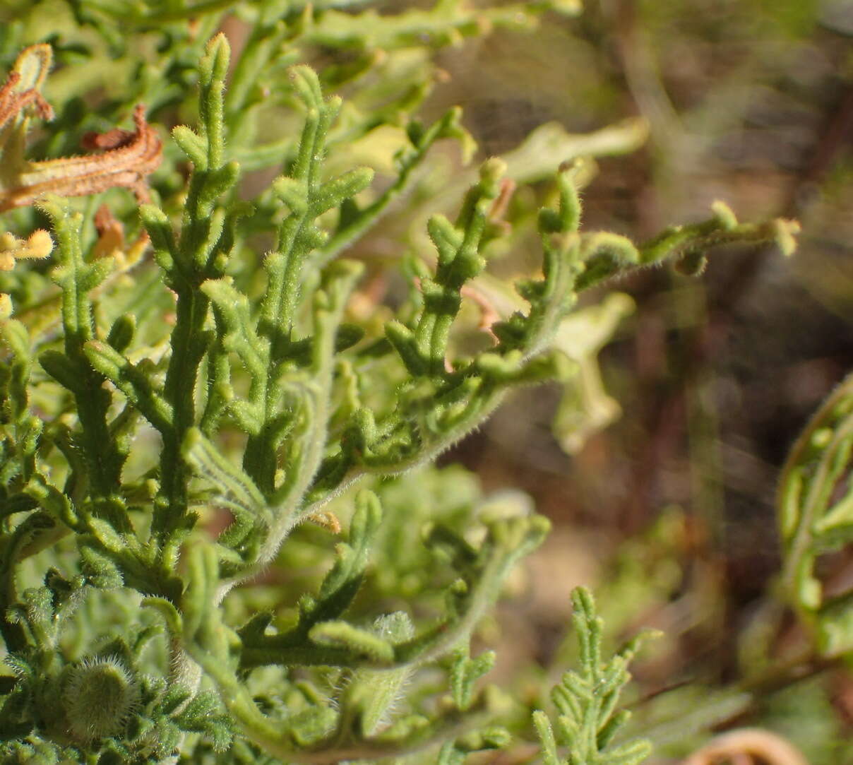 Image of rasp-leaf pelargonium