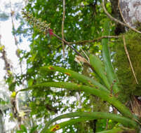 Слика од Aechmea angustifolia Poepp. & Endl.