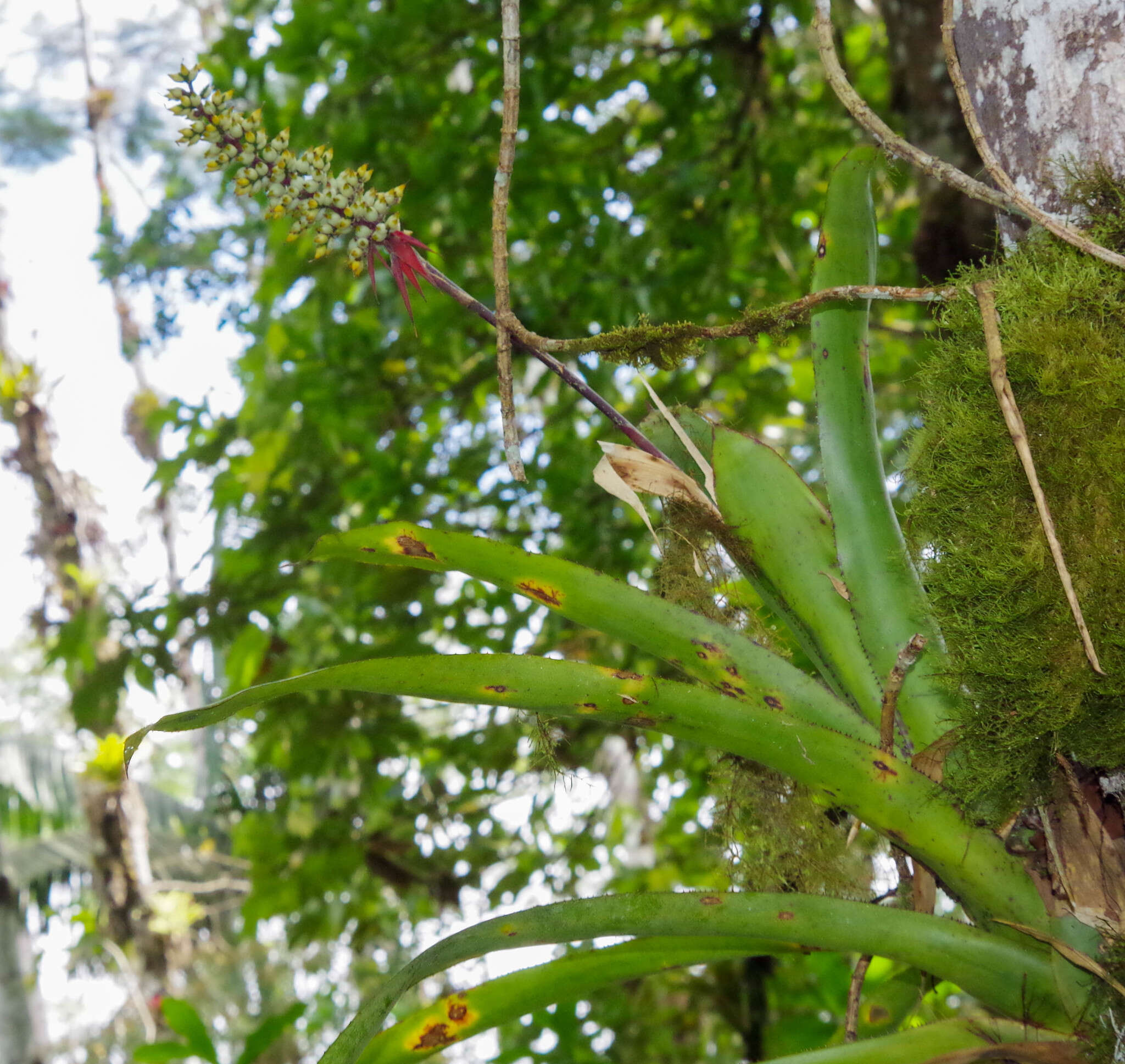 Слика од Aechmea angustifolia Poepp. & Endl.