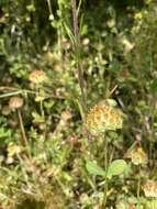 Слика од Trifolium cyathiferum Lindl.