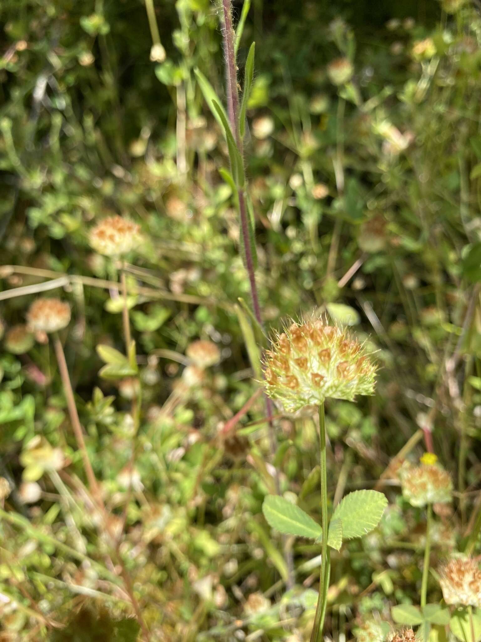 Image of cup clover