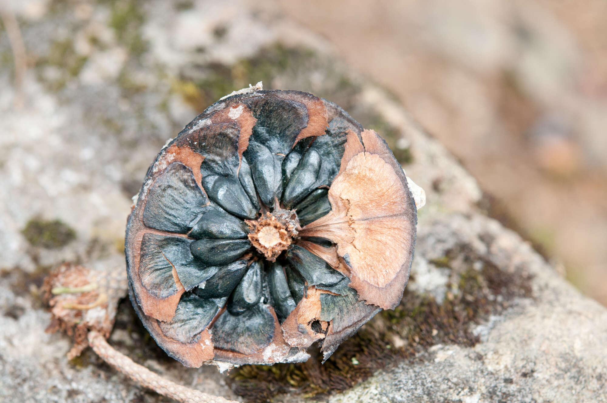 Image of Taiwan Fir