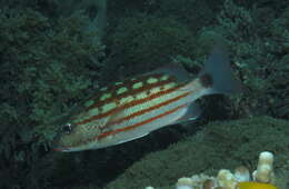 Lutjanus decussatus (Cuvier 1828) resmi