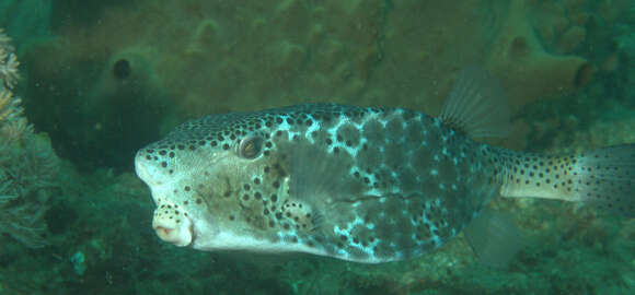 Image of Horn-nosed boxfish