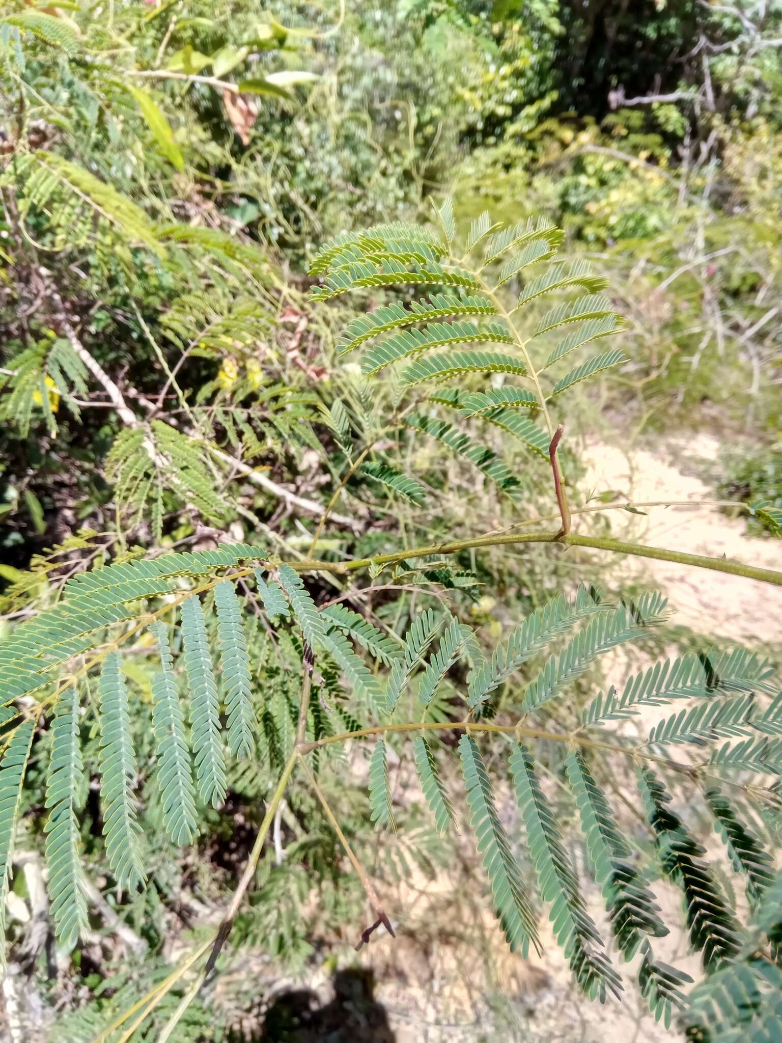 Image of Senegalia sakalava (Drake) Boatwr.