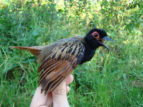 Image of Black-spotted Bare-eye