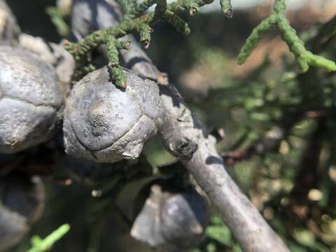 Cupressus goveniana var. abramsiana (C. B. Wolf) Little resmi