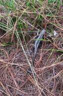 Image of Girard's Whorltail Iguana