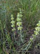 Image de Sideritis fruticulosa Pourr.