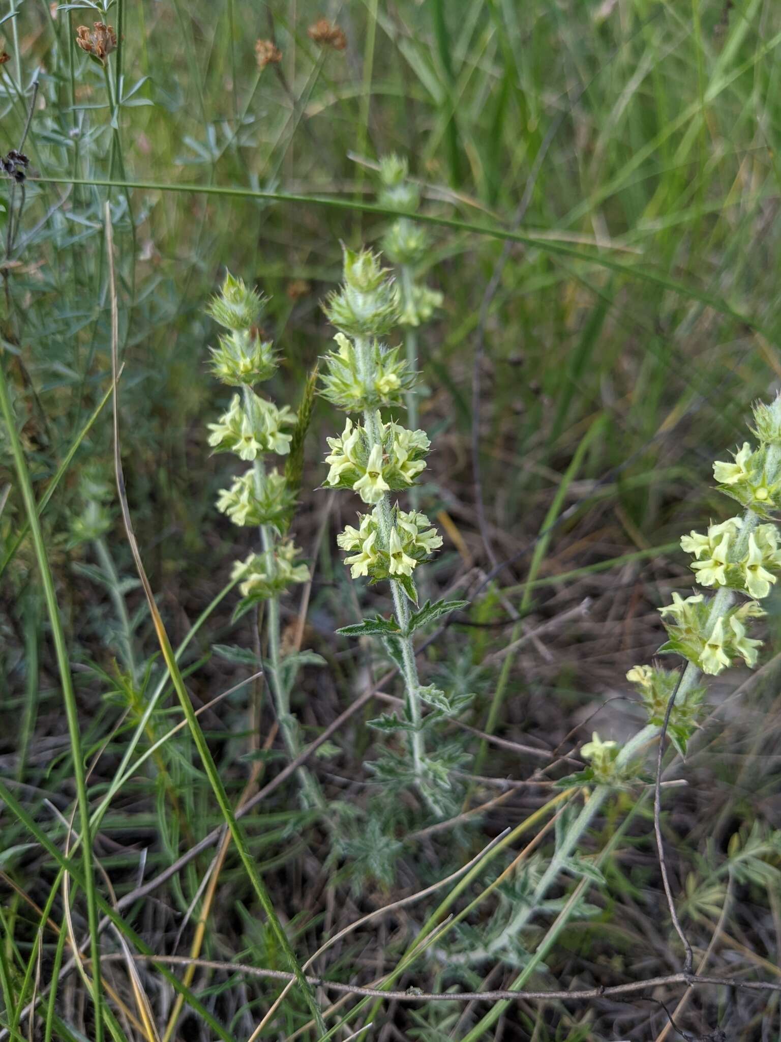 Image de Sideritis fruticulosa Pourr.