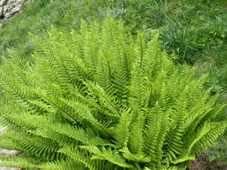 Sivun Dryopteris cambrensis subsp. cambrensis kuva