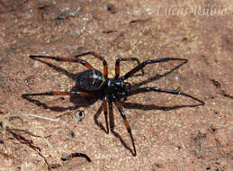 Image of Steatoda retorta González 1987